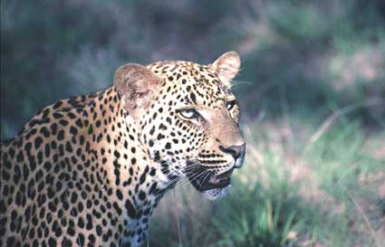 Africa Photo Safari - Leopard