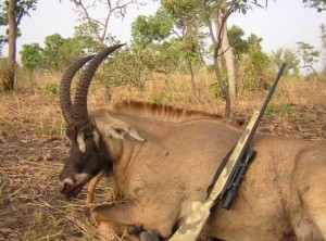 Roan Antelope Cameroun LRes